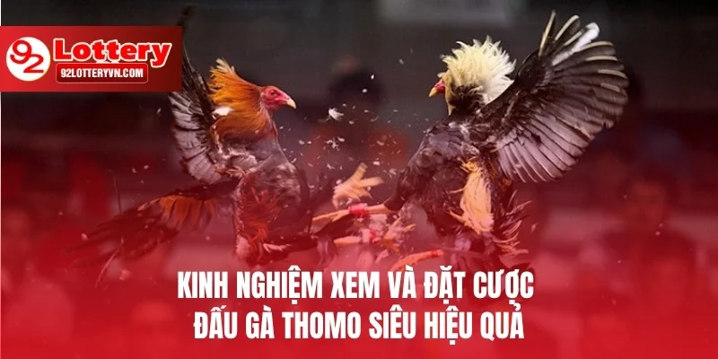 Kinh nghiệm xem và đặt cược đấu gà Thomo siêu hiệu quả