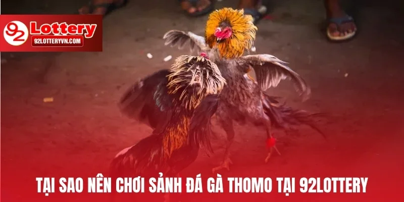 Tại sao nên chơi sảnh đá gà Thomo tại 92Lottery