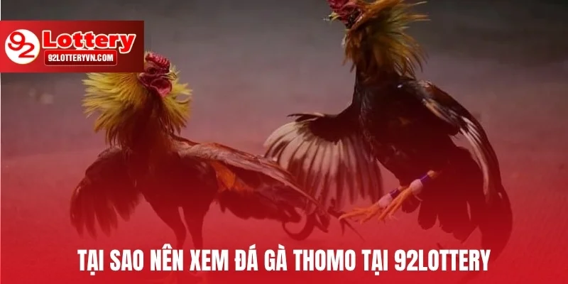 Tại sao nên xem đá gà Thomo tại 92Lottery