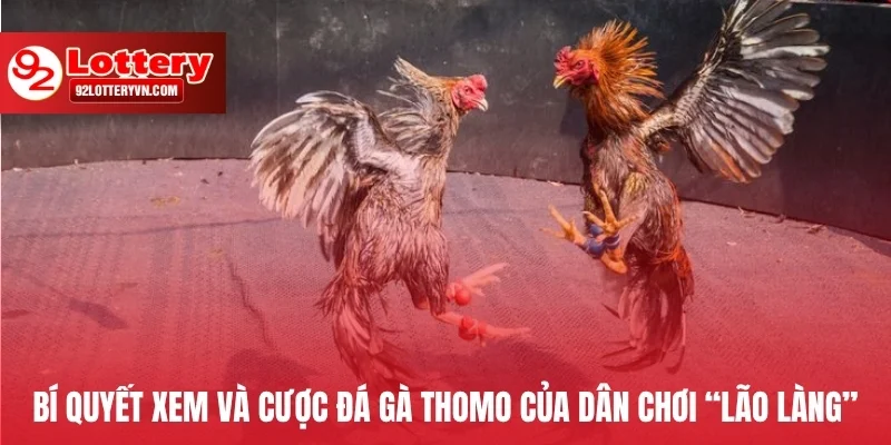 Bí quyết xem và cược đá gà Thomo của dân chơi “lão làng”
